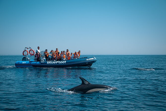 Dolphin Watching From Lagos With Marine Biologists - Respecting Marine Life and Sustainability