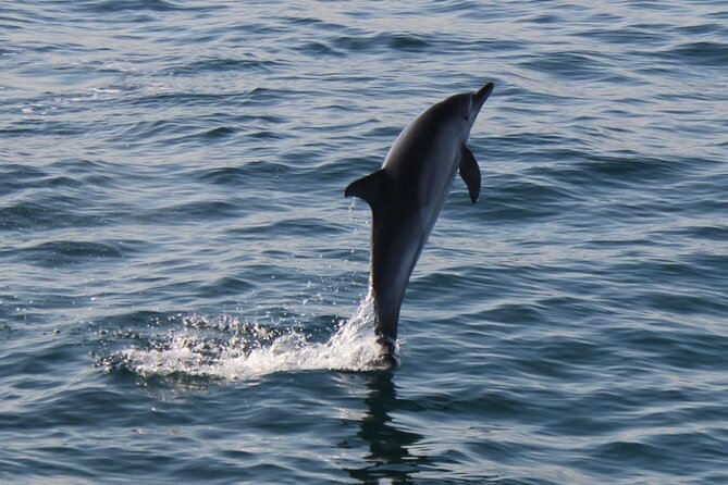 Dolphin Watching in Gibraltar Dolphin Safari V.I.P - Inclusions and Accessibility of the Tour