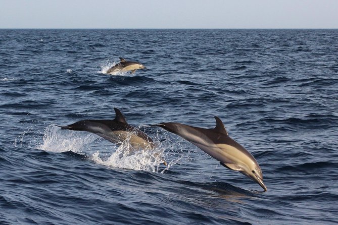 Dolphin-Watching in Marina De Lagos - Booking Information