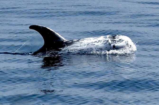 Dolphin Watching With Biologist in Arrábida Natural Park - Dolphin Sightings and Conservation Efforts