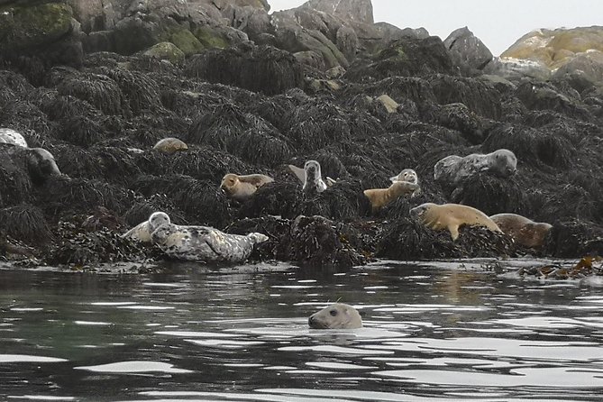 Dublin Bay Seal Kayaking Safari at Dalkey - Kayaking Through Bullock Harbour