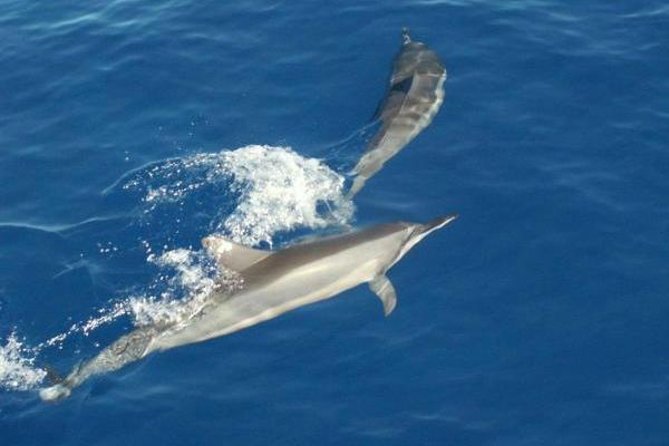 Eco and Dolphin Watch Tour of South Padre Island - Family-Friendly Experience