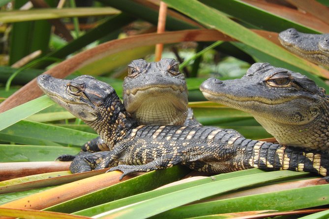 Everglades Day Safari From Fort Myers/Naples Area - Important Notes and Recommendations