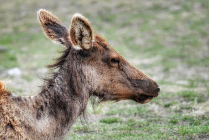 Exclusive Private Yellowstone Adventure: Explore The Lower Loop - Customer Reviews and Feedback