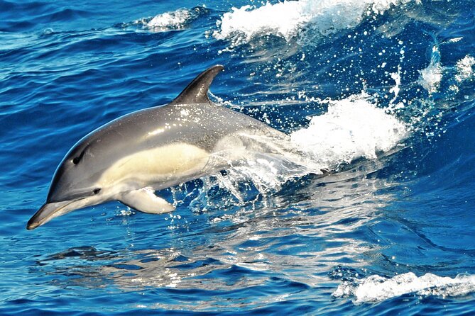 Fuerteventura: Magic Select Catamaran Trip With Food & Drinks - Accessibility and Additional Information
