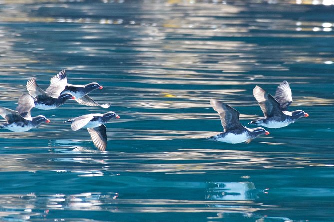 Full-Day Kenai Fjords National Park Northwestern Cruise - Exploring Resurrection Bay