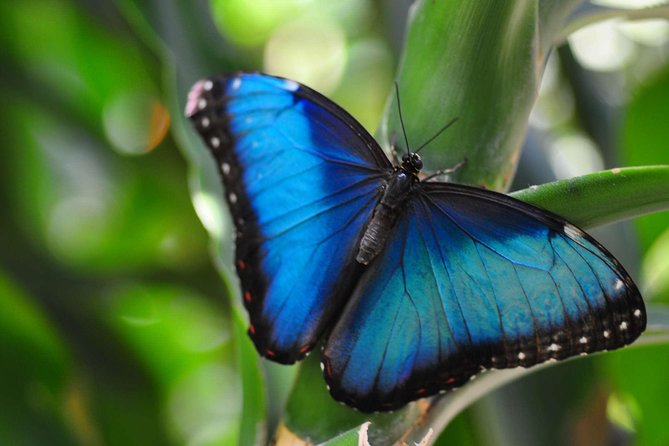 Full Monteverde Cloud Forest Experience With Ziplining. - Customer Feedback