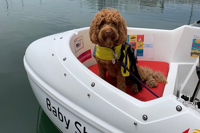Glow Nightime Pedal Boat Rental in San Diego Bay - Customer Feedback and Reviews