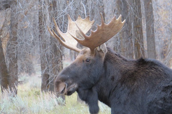 Grand Teton National Park - Sunset Guided Tour From Jackson Hole - Booking and Cancellation Policies