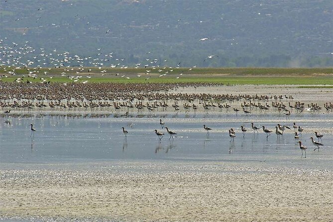 Great Salt Lake Wildlife and Sunset Experience - Weather Considerations and Cancellation Policy