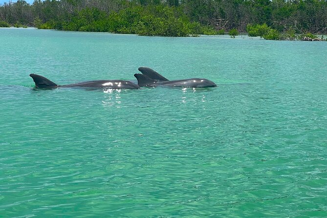 Guided Hobie Kayak EcoTour: Premium Eco Experience Bonita Springs - Wildlife and Natural Environment