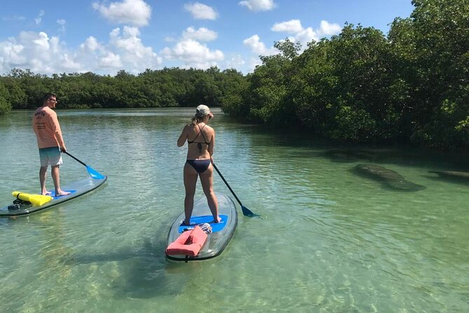 Guided Island EcoTour: CLEAR/Standard Kayak, SUP - Bonita Springs - Tour Experience and Highlights