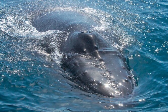 High Speed Zodiac Whale Watching Safari From Dana Point - Safari Highlights