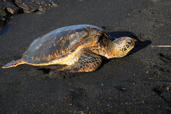 Hilo Shore Excursion: Volcanoes National Park and Rainbow Falls - Customer Reviews and Feedback