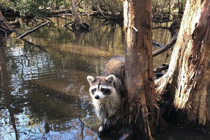 Honey Island Swamp Boat Tour With Transportation From New Orleans - Customer Feedback