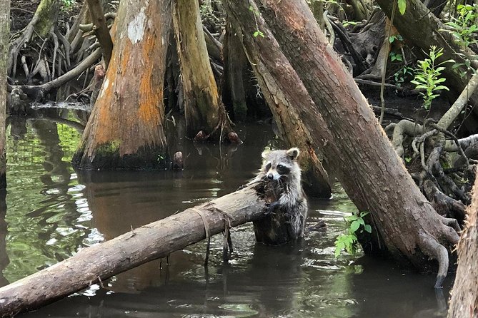 Honey Island Swamp Boat Tour - Pricing and Booking Information