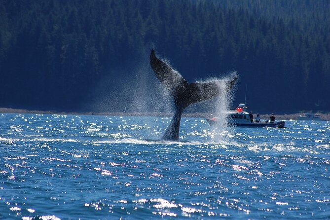 Hoonah Whale-Watching Cruise - Sightings and Memorable Moments