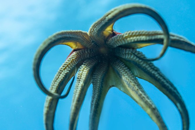 Incredibly Fun 2-Tank Coral Reef South Shore Boat Dive in Oahu From Waikiki - Unforgettable Underwater Encounters