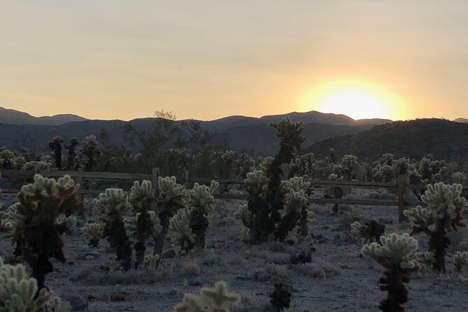 Joshua Tree National Park Driving Tour - Guided Hiking Opportunities