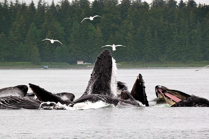 Juneau Whale Watching Adventure - Logistics and Accessibility