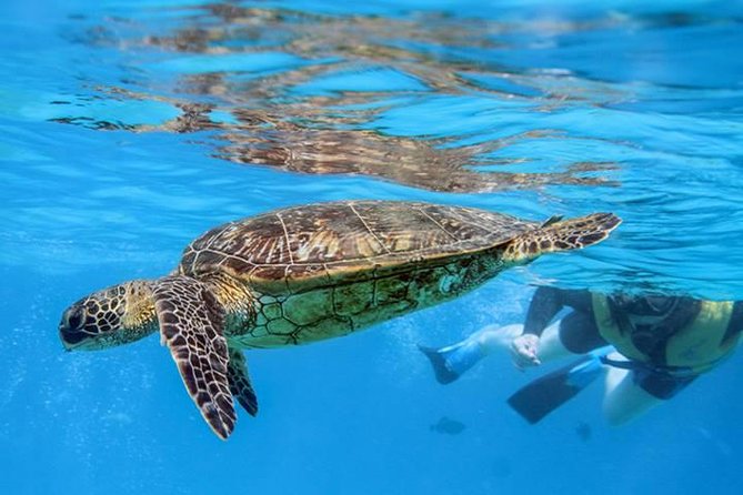 Ko Olina Catamaran Sail and Snorkel - Guest Feedback and Highlights
