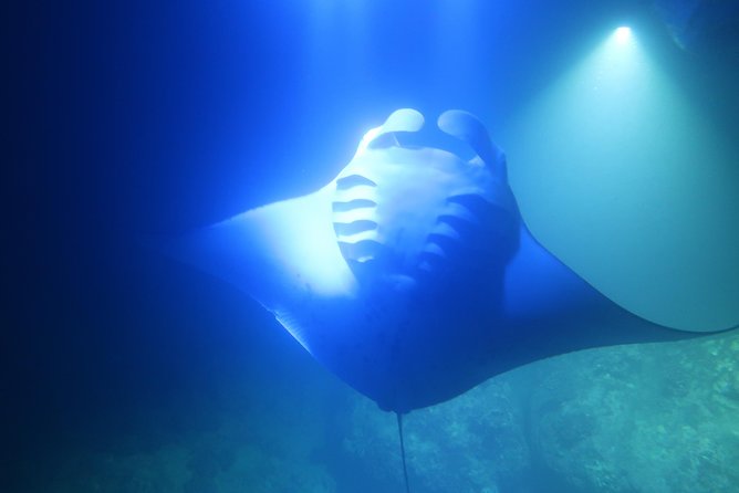 Kona Manta Rays Guaranteed Night Snorkel in Keauhou Harbor - Meeting Point and Logistics