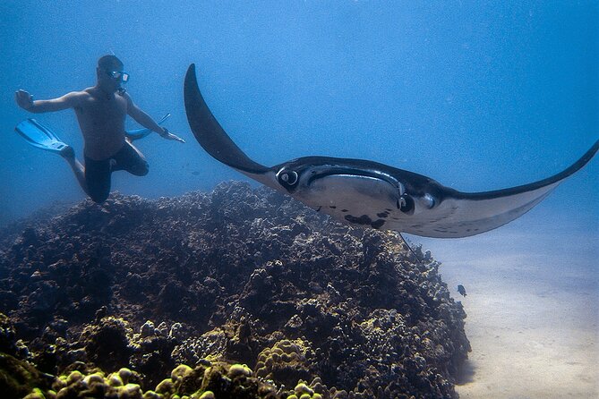 Konas Magical Manta Ray Night Snorkel: Small-Group Eco-Tour - Reviews and Feedback
