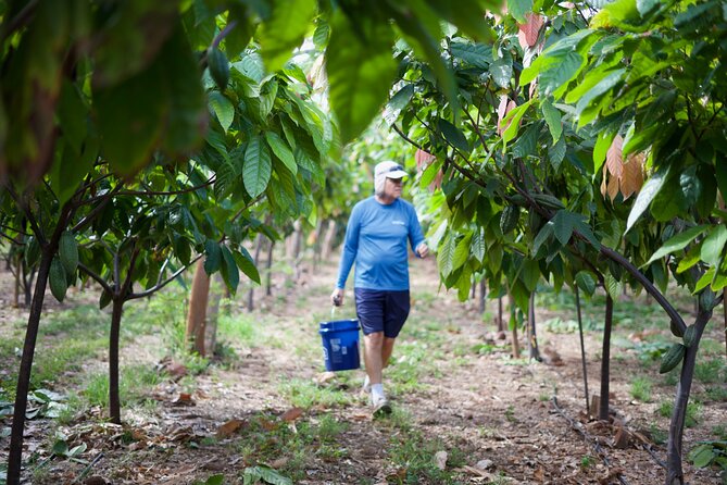 Lahaina: Maui Kuia Estate Guided Cacao Farm Tour and Tasting - Insights From Knowledgeable Guides
