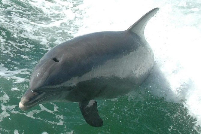 Little Toot Dolphin Adventure at Clearwater Beach - Booking and Cancellation