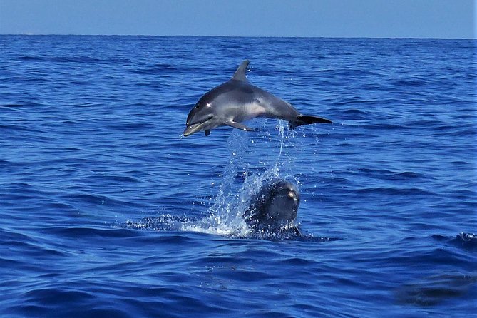 Los Gigantes Whale Watching Charter by Sail Boat - Pricing and Booking Details