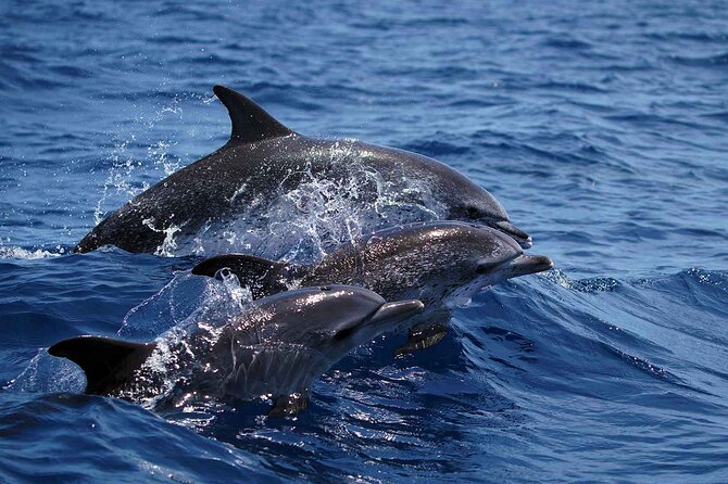 Magic Dolphin Sea Safaris - Tour Inclusions and Booking Details