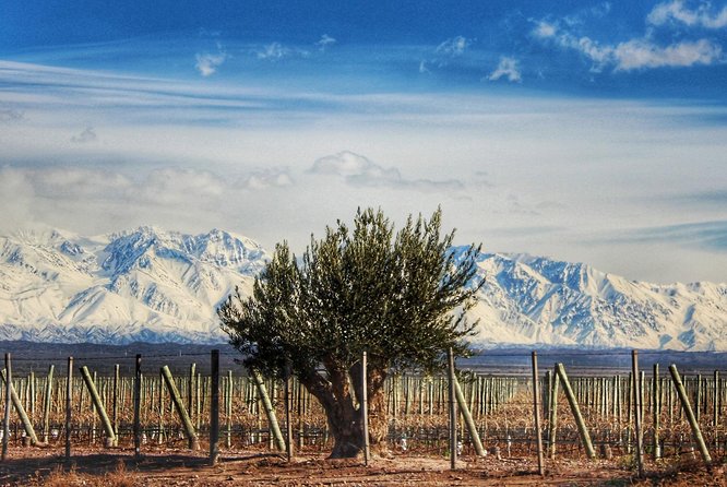 Malbec & Mountain Uco Valley Private Wine Tour With Gourmet Lunch - Logistics and Inclusions