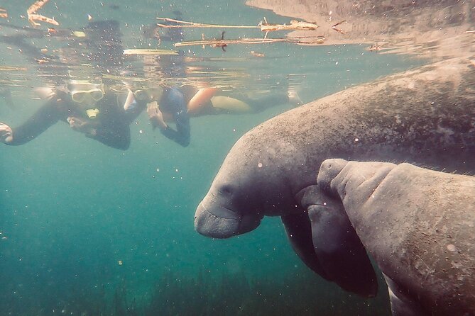 Manatee Snorkel Tour From American Pro Diving Center - Customer Reviews and Feedback