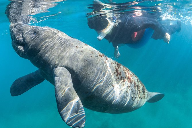 Manatee Swim Tour With in Water Photographer - Photography and Multimedia Options