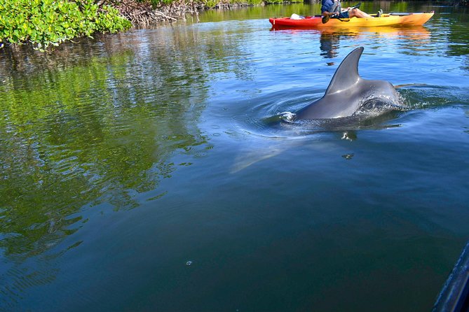 Mangrove Tunnels & Mudflats Kayak Tour - Local Biologist Guides - Educational Insights From Local Biologists