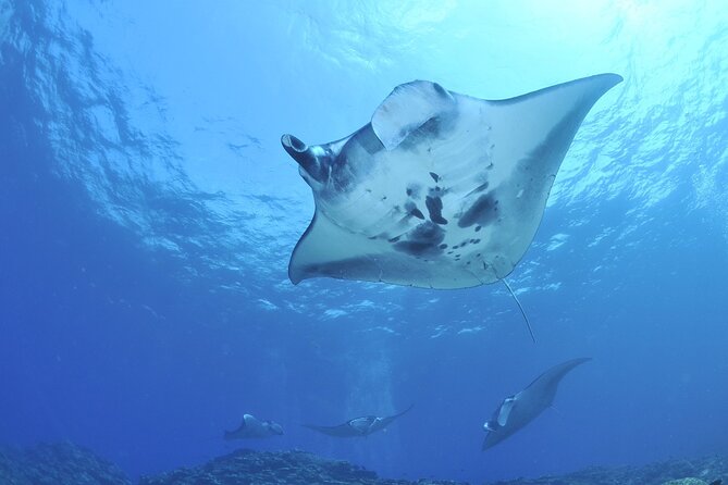 Manta Mania - Manta Ray Night Snorkel - Small-Group Experience In Kona, Hawaii - Refreshments and Meeting Point
