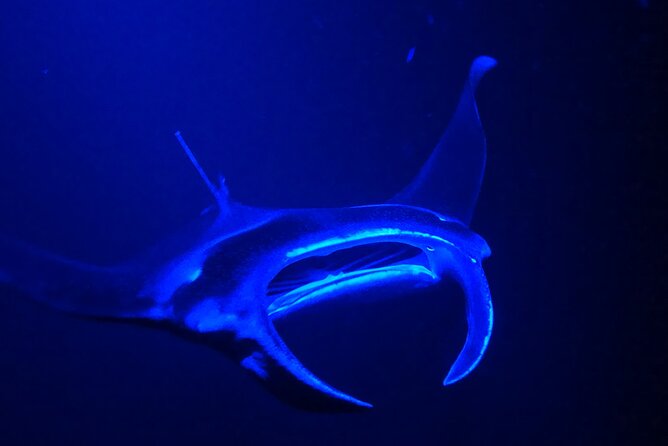 Manta Ray Night Snorkeling Adventure in Kailua-Kona - Arrival and Boarding at Honokohau Harbor