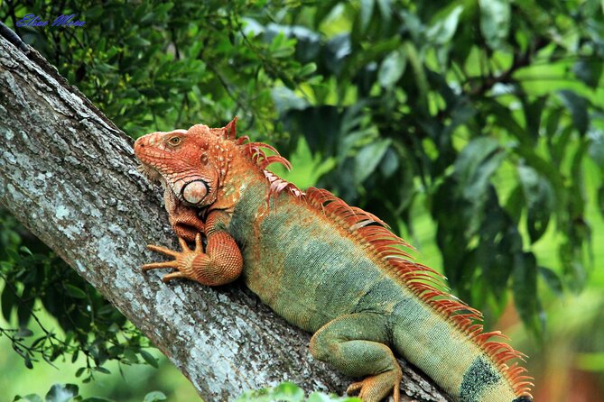 Manuel Antonio National Park Tour - Traveler Reviews and Ratings