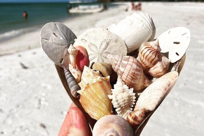 Marco Island Wildlife Sightseeing and Shelling Tour - Shelling Locations