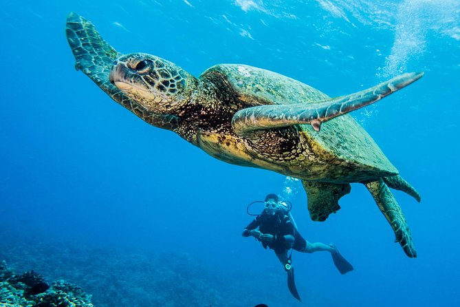 Maui Scuba Diving Introductory Lesson From Lahaina - Preparing for the Adventure