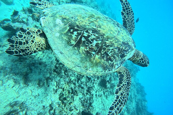 Moana's Waikīkī Grand Guided Turtle Snorkel & Sailing Adventure - Accessibility and Age Accommodations