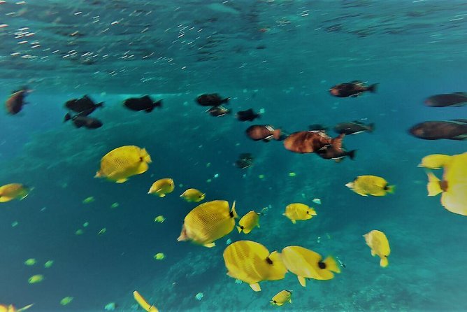 Molokini Crater Zodiac Adventure: Snorkel and Turtle Cove Swim - Boat Ride and Amenities