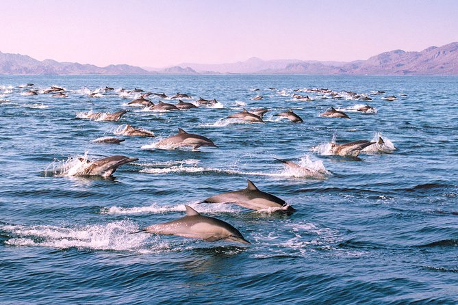 Monterey Bay Whale Watching - Traveler Feedback and Ratings