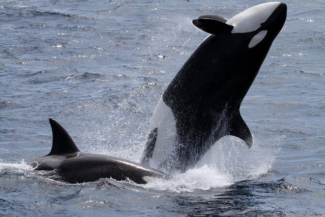 Monterey Whale Watching Tour - Traveler Restrictions and Recommendations