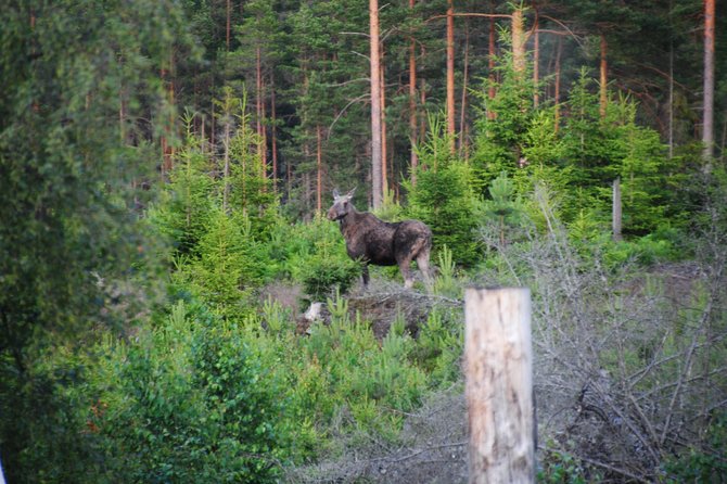 Moose Safari in the Wild Sweden Tiveden - Positive Reviews