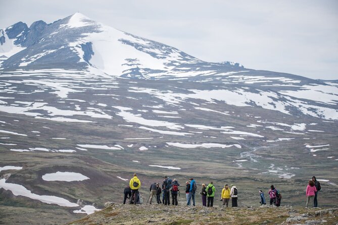 Musk Ox Safari in Dovrefjell National Park From Oppdal - Traveler Experiences and Reviews
