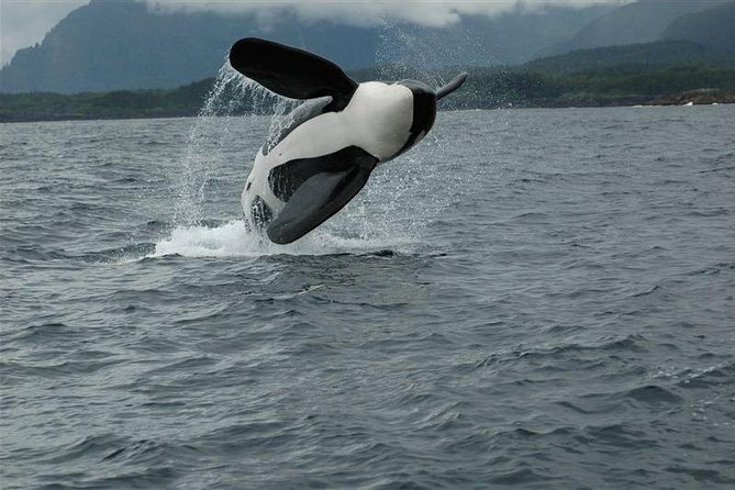 Narrated Whale Watching Cruise With Glacier View Stop - Inclusions and Amenities