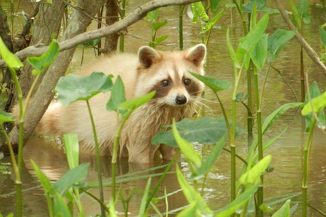 New Orleans Swamp and Bayou Boat Tour With Transportation - Pickup and Meeting Details