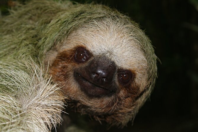 Night Tour La Fortuna - Wildlife Experience