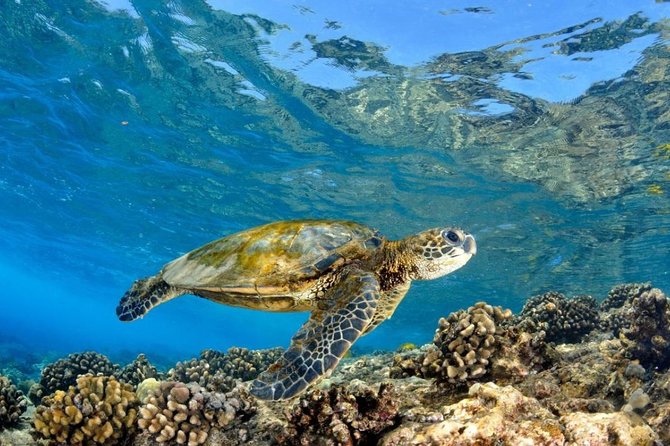 Oahu Circle Island: Snorkel With Turtles & Explore in Small Group - Kualoa Point and Laie Point